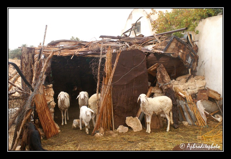 063 Betail d une habitation de Bordj El Khadra